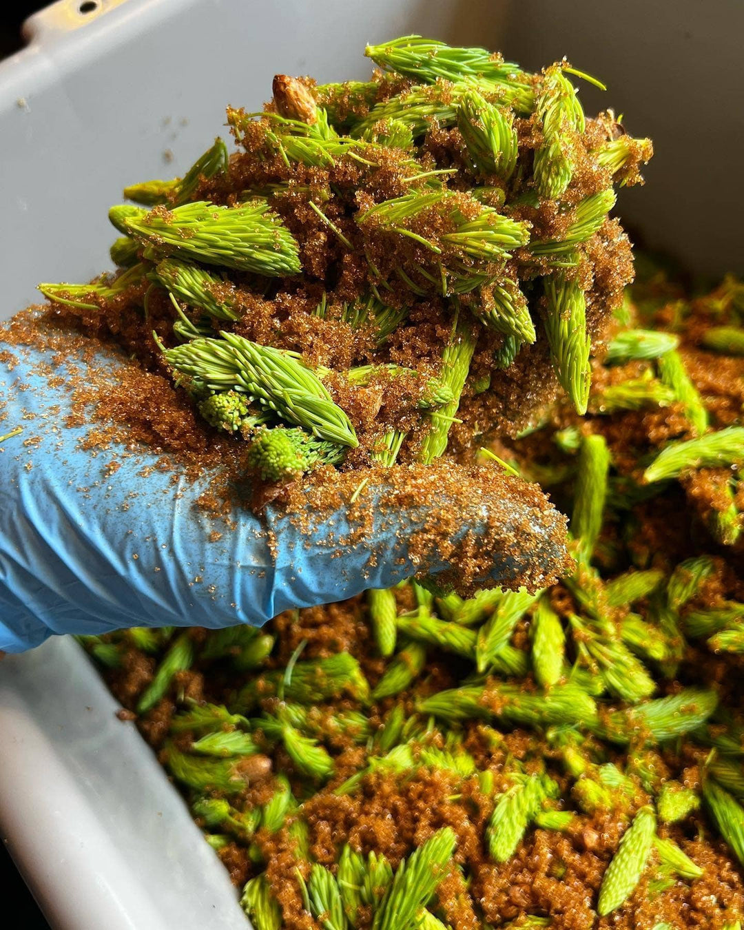 Pen & Cob Farm - Spruce Syrup