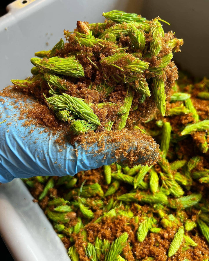 Pen & Cob Farm - Spruce Syrup