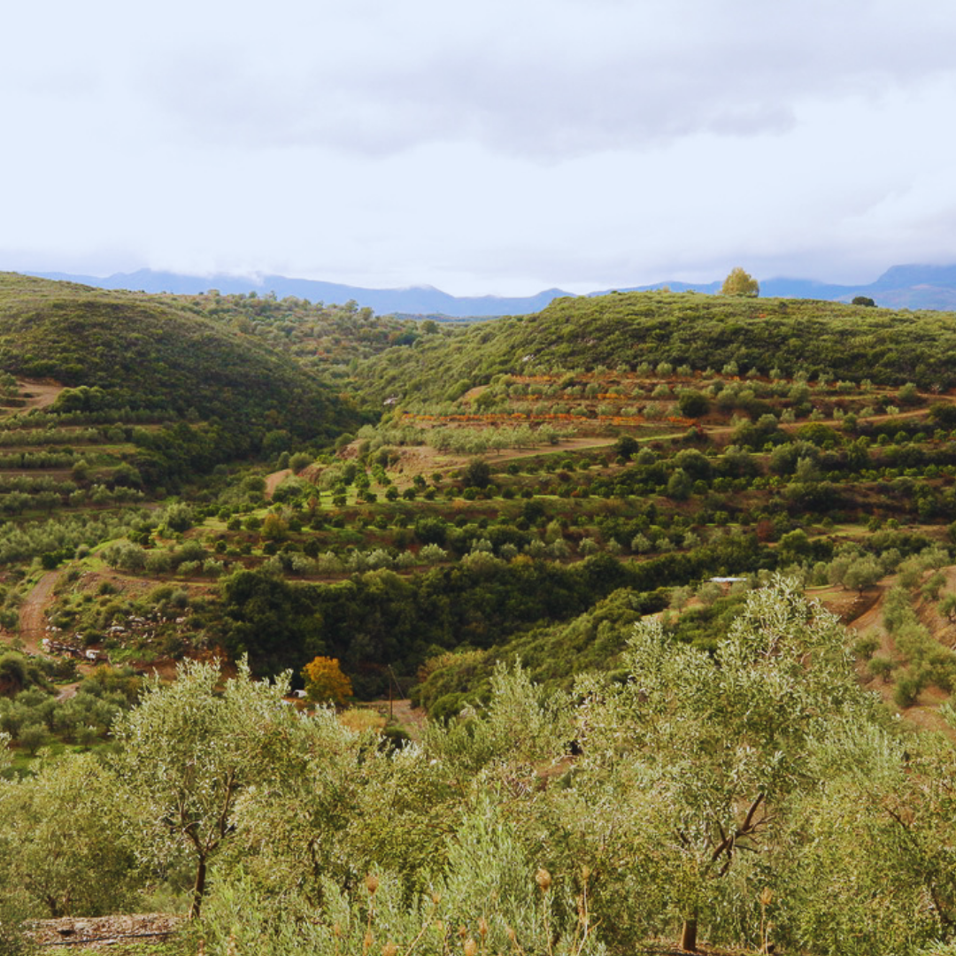 SIMPLi - SIMPLi Olive Oil Blend