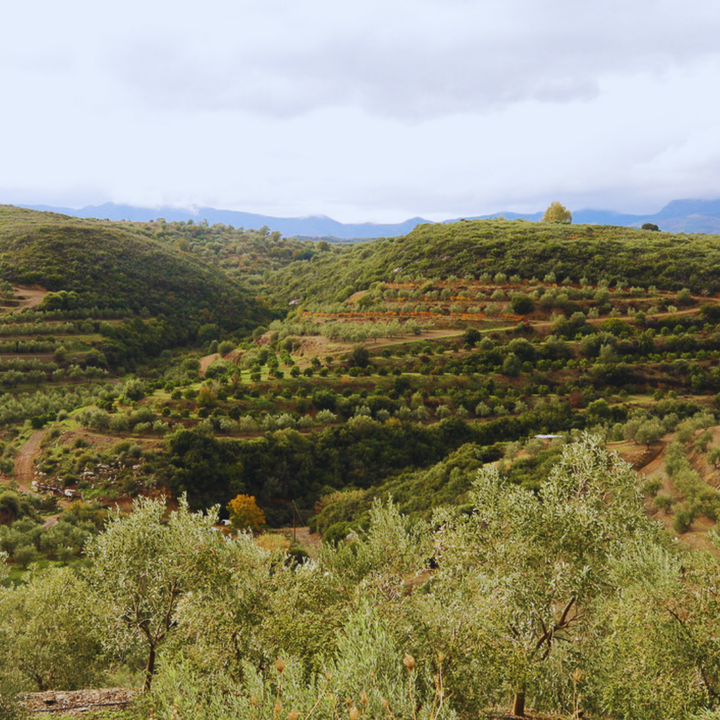 SIMPLi - SIMPLi Olive Oil Blend