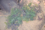 Smithereen Farm Seaweed Sprinkle